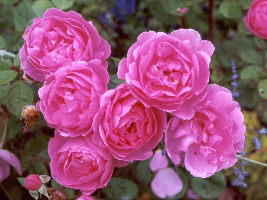 david-austin-pink-rose